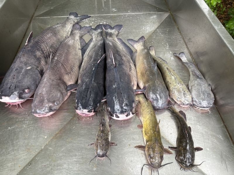 catfish fishing chesapeake bay