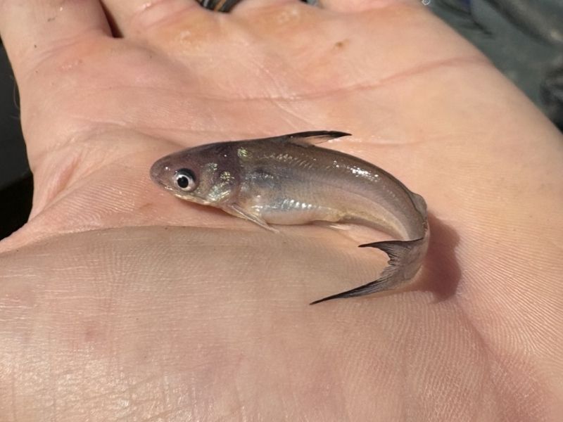 blue catfish chesapeake bay