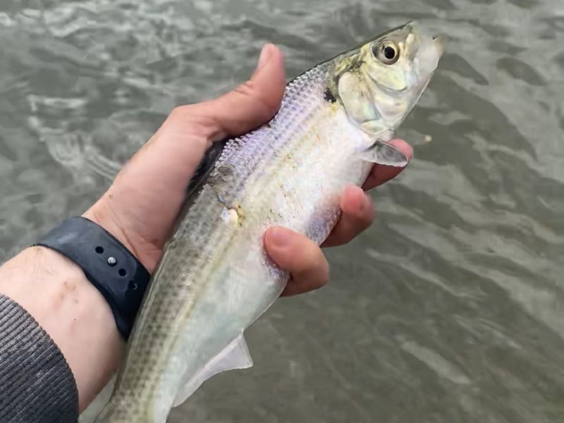 Hickory shad fishing spring fishing