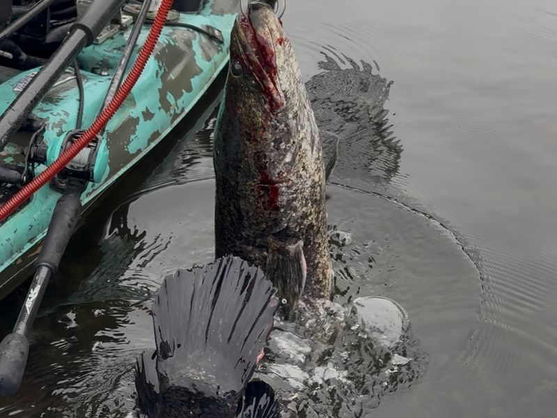 Northern snakehead Chesapeake Bay