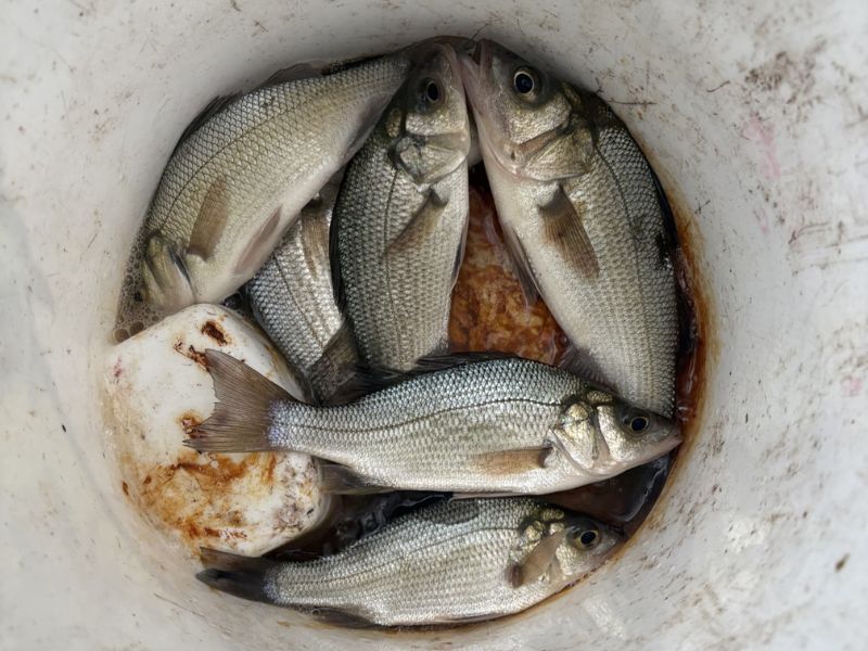 White perch fishing chesapeake bay