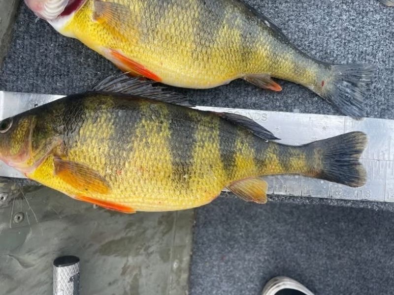 yellow perch fishing chesapeake bay