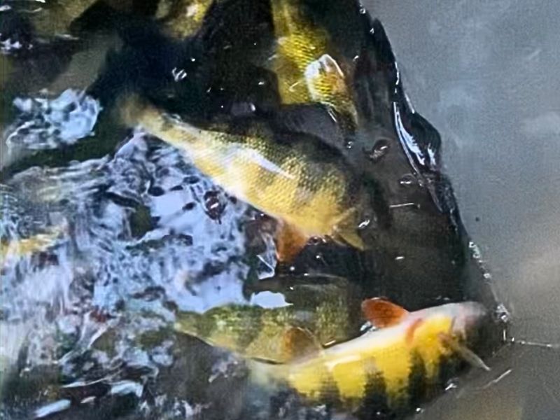 Yellow perch fishing Chesapeake Bay