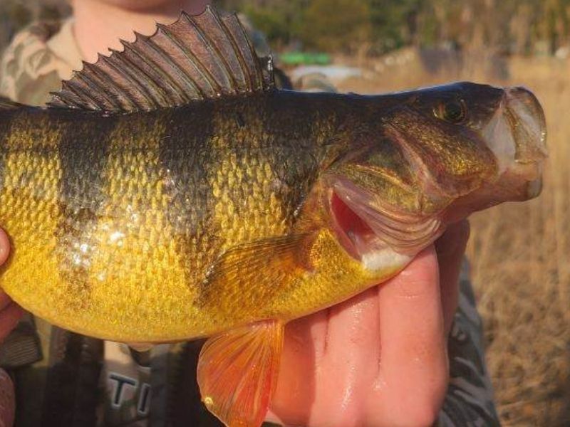 yellow perch fishing chesapeake bay