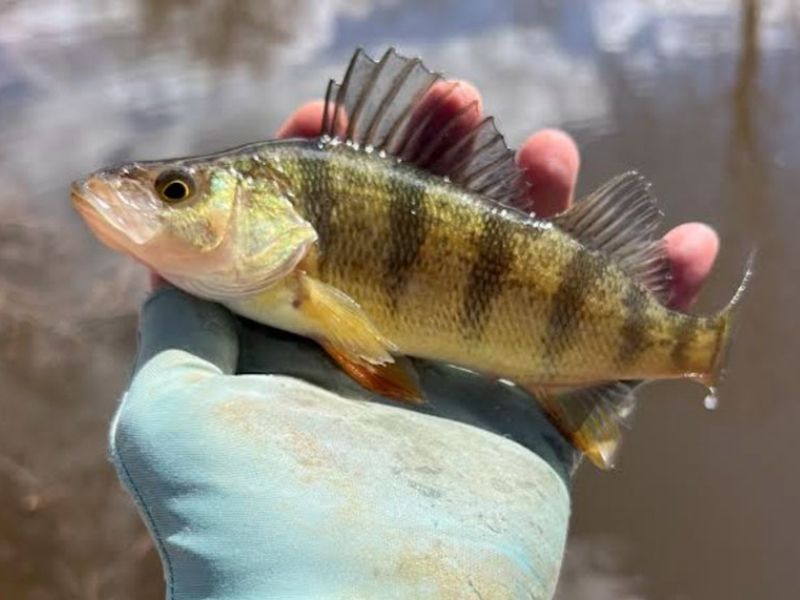 yellow perch fishing chesapeake bay
