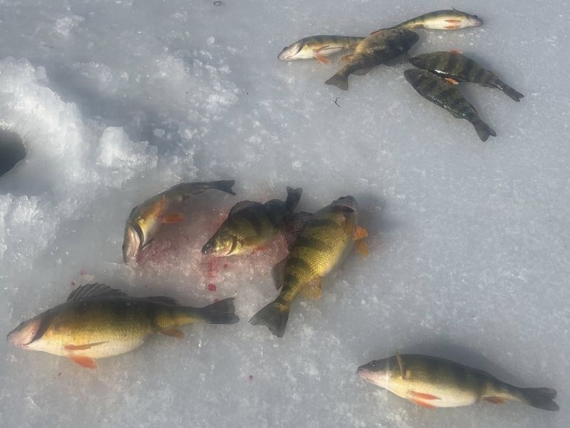 Yellow perch ice fishing