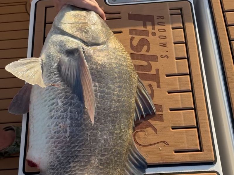 Black drum fishing