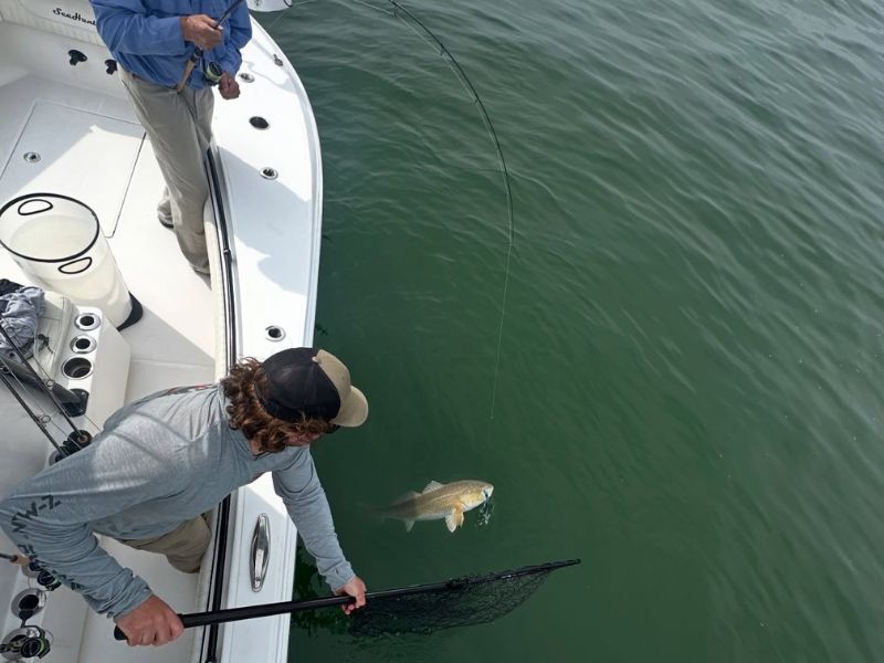 red drum chesapeake bay fishing