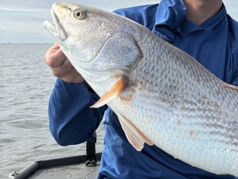 red drum fishing Chesapeake Bay