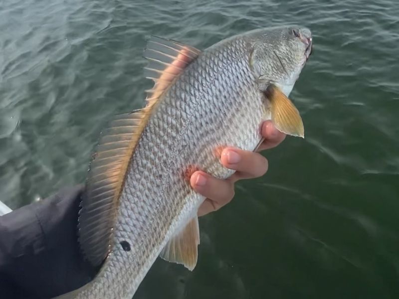 red drum fishing Chesapeake Bay