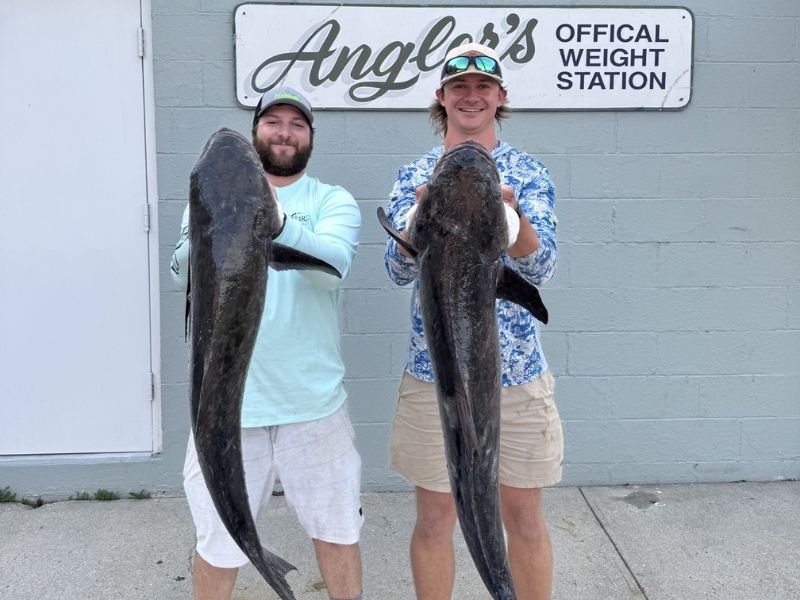 Cobia Fishing Chesapeake Bay