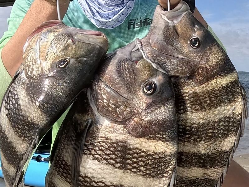 sheepshead fishing chesapeake bay
