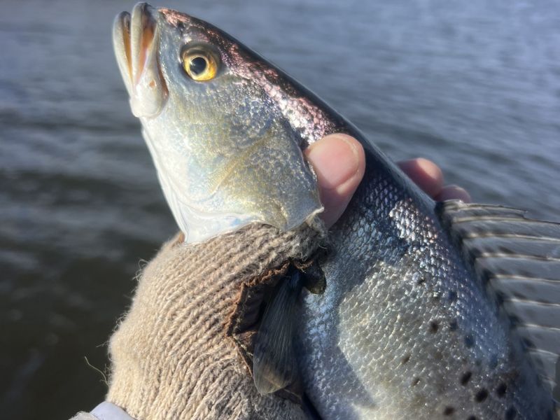 Speckled trout fishing Chesapeake Bay