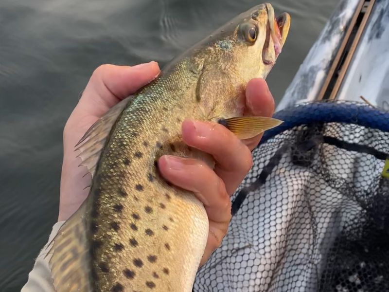 Speckled trout fishing Chesapeake Bay