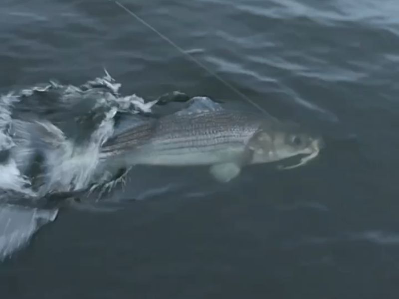 Striped bass fishing Chesapeake Bay