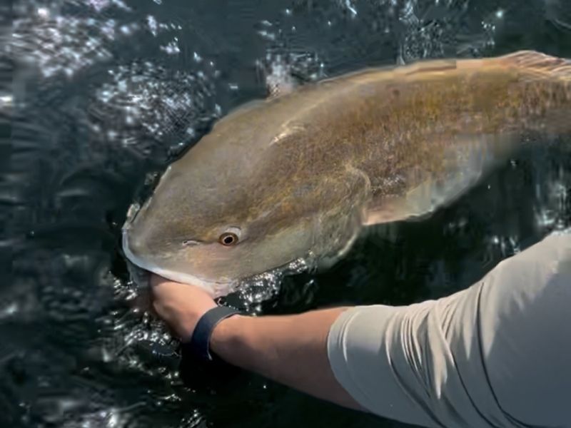 red drum fishing Chesapeake Bay