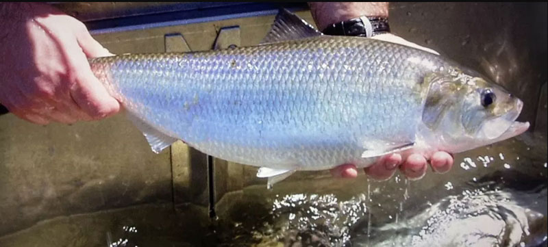 american shad fish