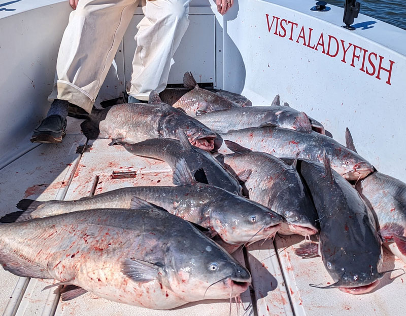 a pile of big blue catfish from the susquehanna river