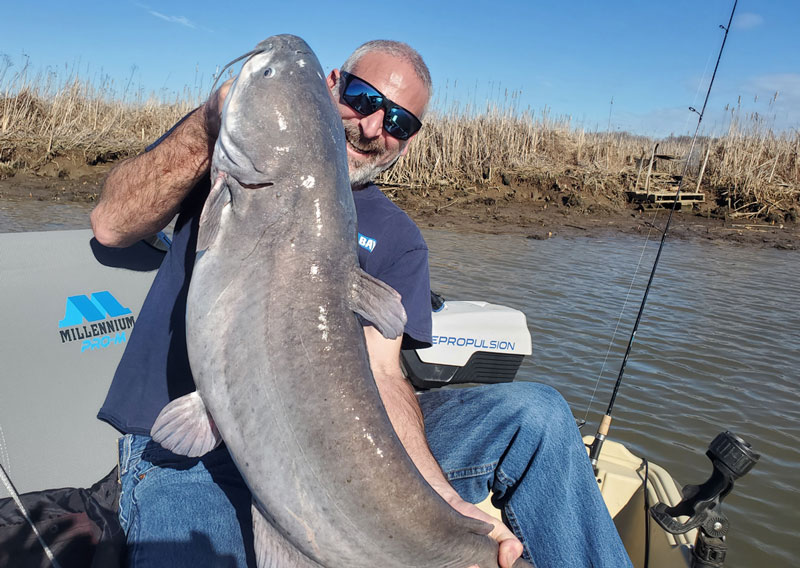 angler with a big blue catfish from the patuxent river
