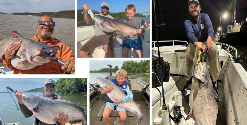 huge blue catfish in chesapeake bay