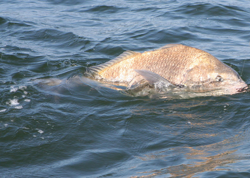 huge black drum fish