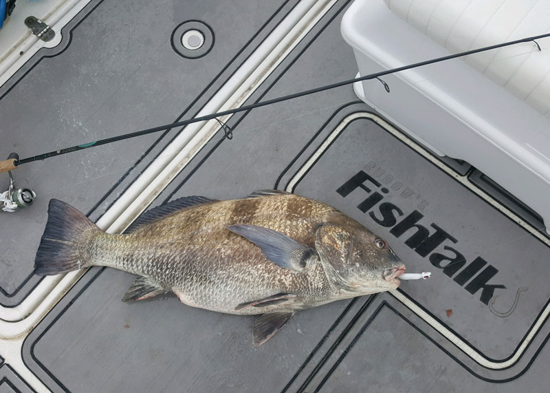 black drum caught in the choptank river