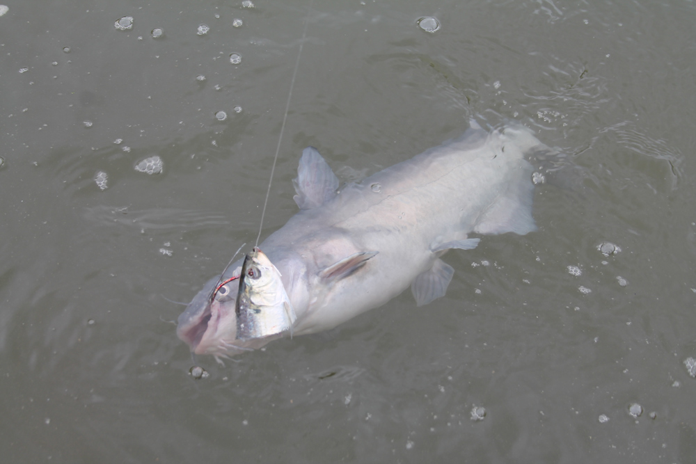 catching a catfish on bait