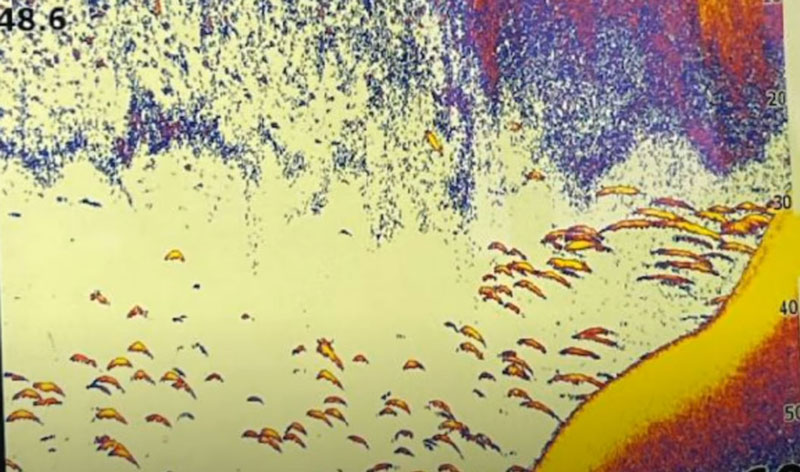 screenshot of blue catfish on a fishfinder