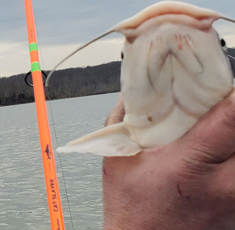 catfish caught on a okuma cat slayer fishing rod
