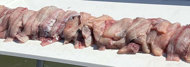pile of catfish fillets