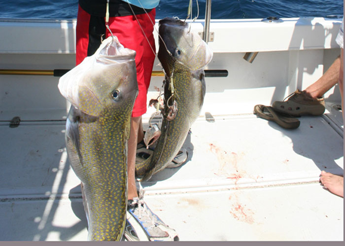 tilefish