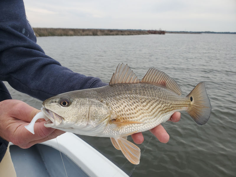 red drum caught while fishing a popping cork