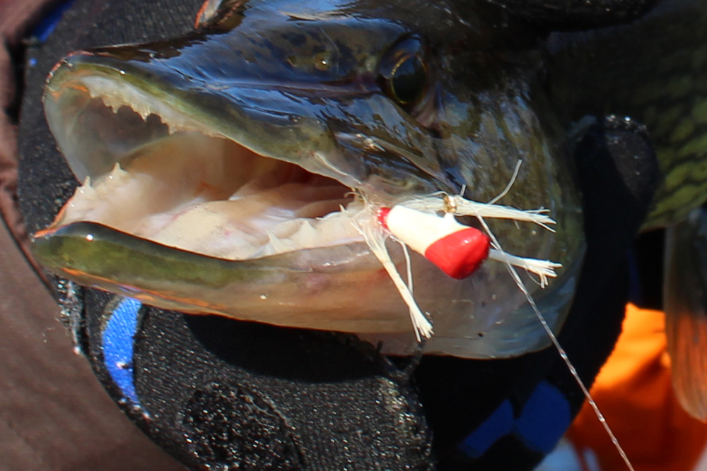 chain pickerel teeth