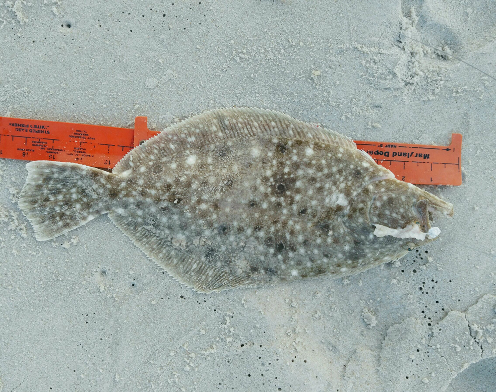 flounder-fishing