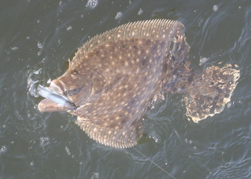 fishing for flounder in the bay