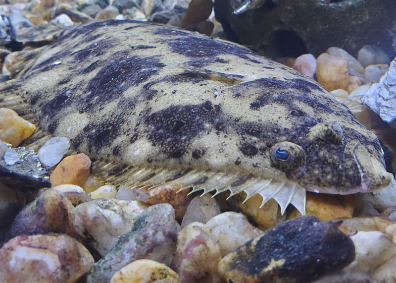 a flounder laying on bottom