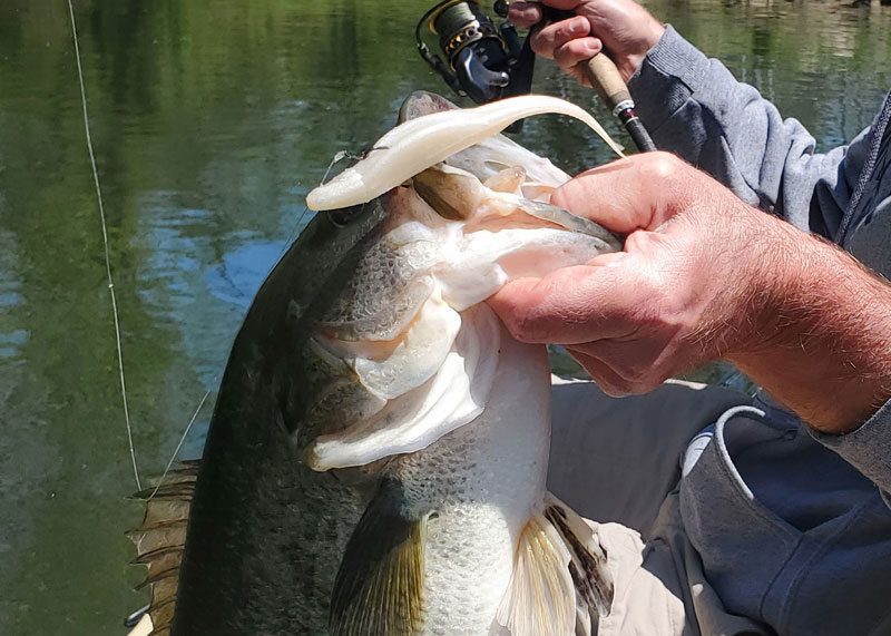 bass caught on a fluke
