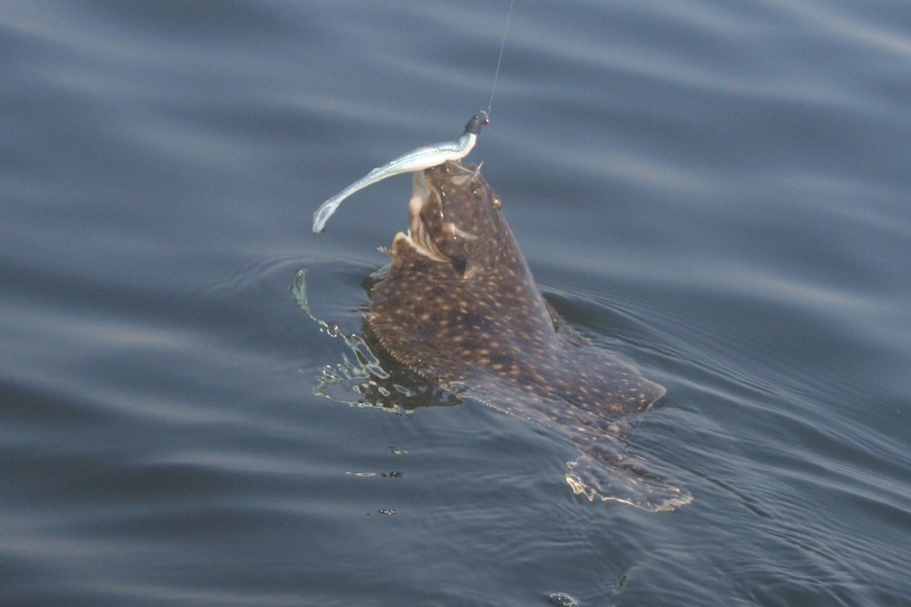 fluke fishing chesapeake bay