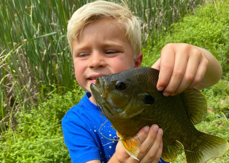 giant bluegill