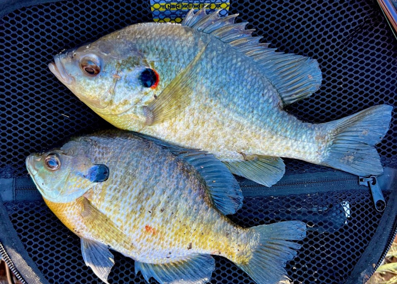 bluegills