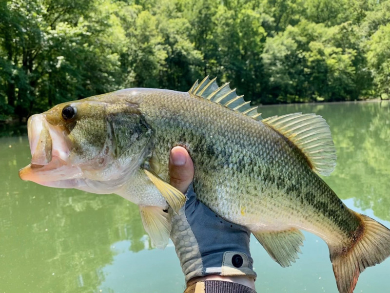 largemouth bass fishing in tridelphia