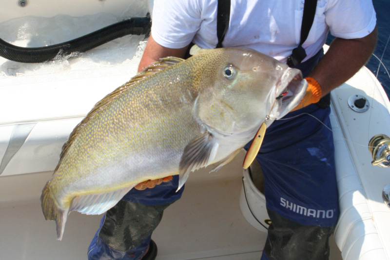 golden tilefish caught jigging