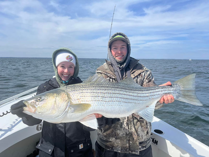 anglers with a huge chesapeake bay striped bass caught in december