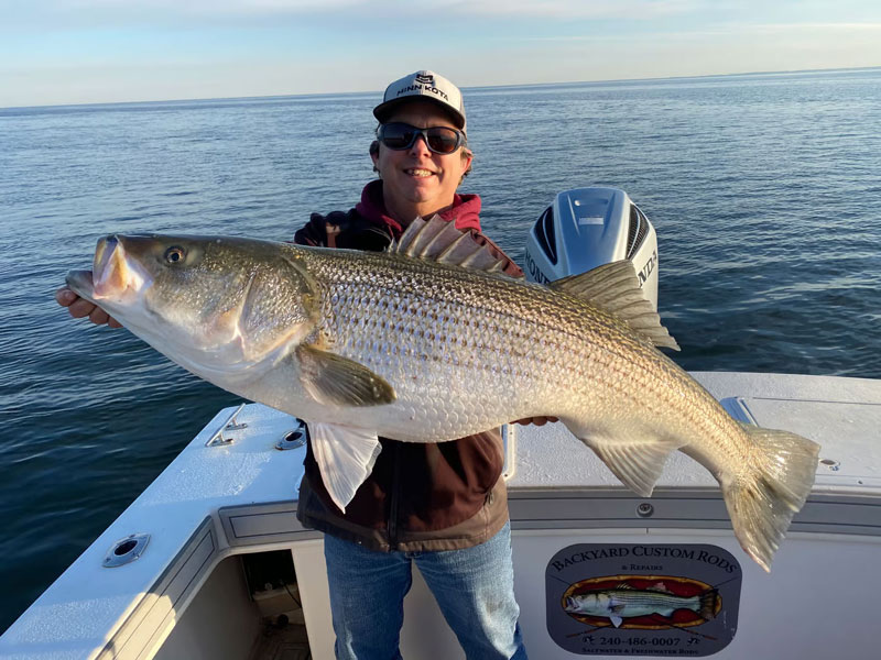 walleye pete with a huge striped bass