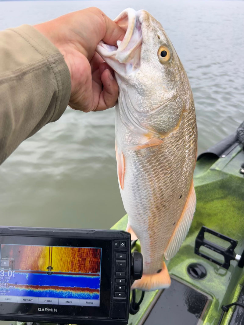 redfish caught kayak fishing a flat