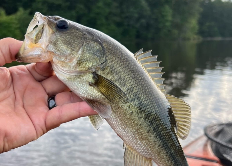largemouth bass in the rivers