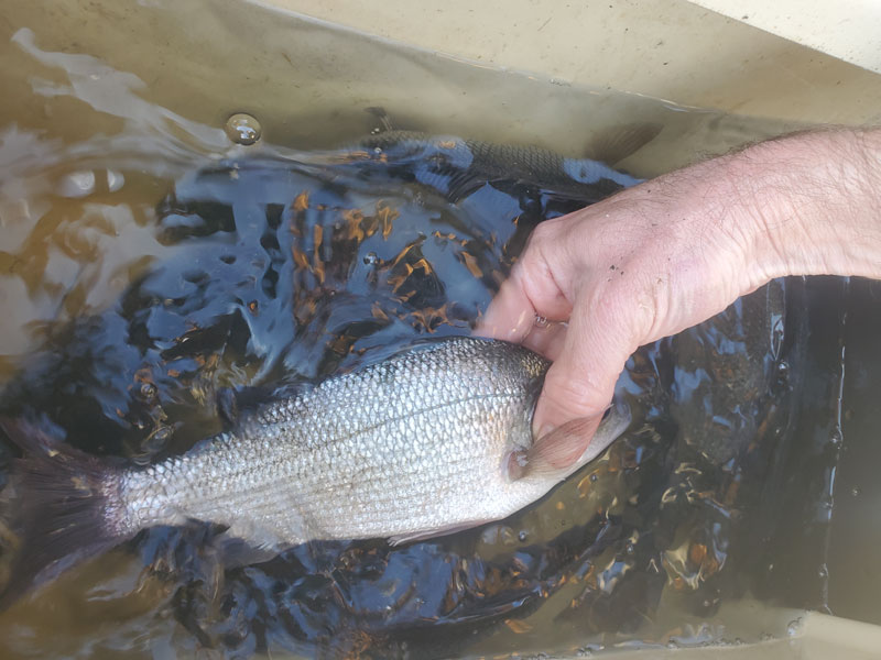 livewell full of white perch