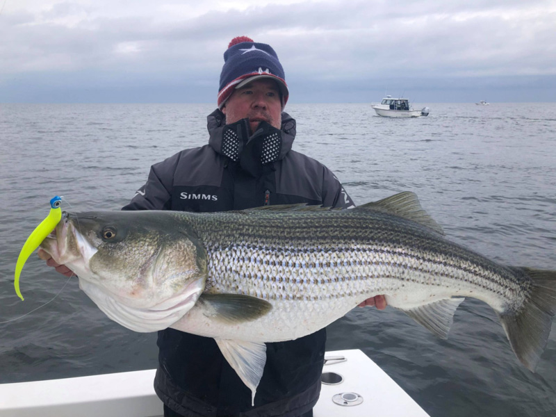 lower bay rockfish