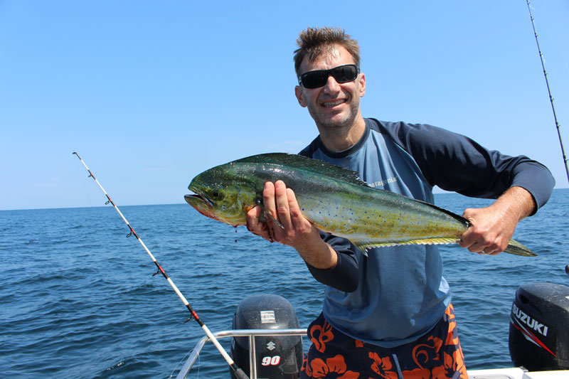 mahi mahi caught inshore