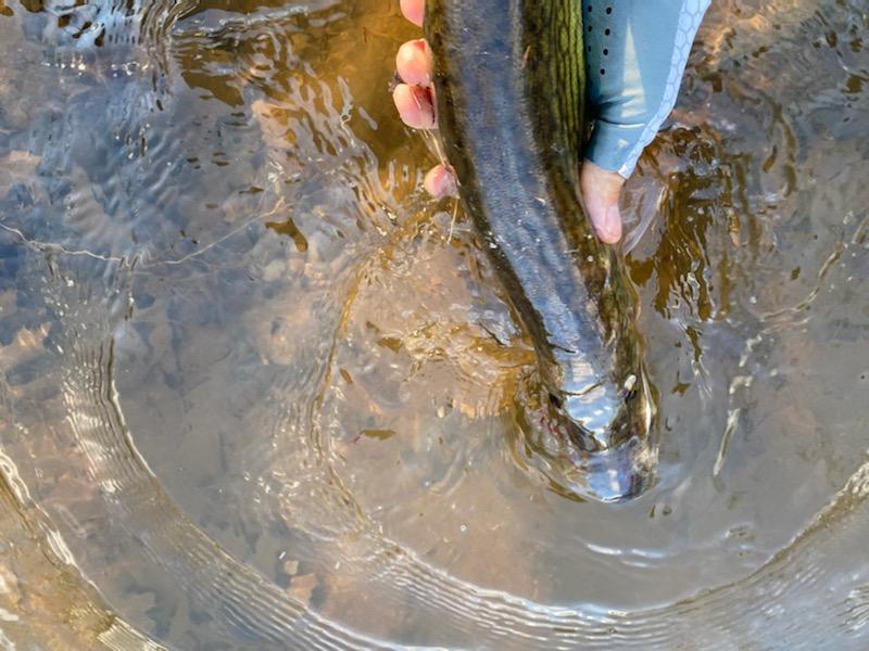 releasing a pickerel